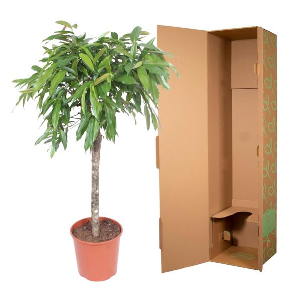 Ficus Amstel King - 140 cm - ø30  BotanicBridge