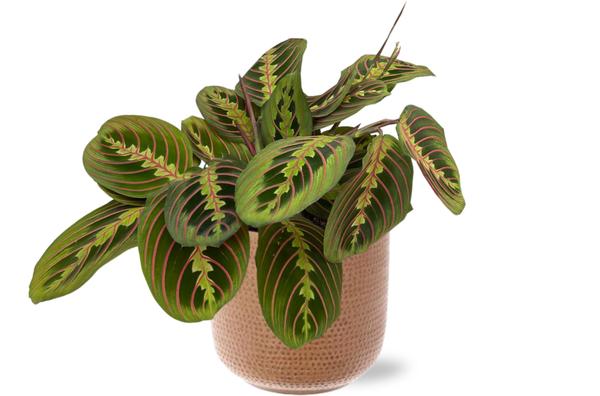 Maranta Fascinator - Ø12cm - ↕20cm + Aresso Pot D13x12,5cm - Bruin  BotanicBridge