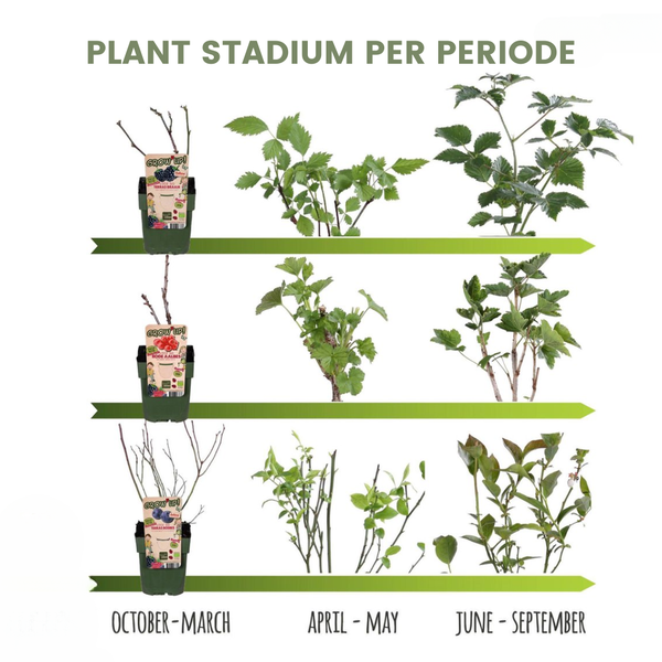 Biologische Perenboom Pyrus - 1 x Ø 20 cm - ↨ 60 cm  BotanicBridge