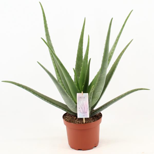 Aloe Vera - Ø19cm - ↕70cm  BotanicBridge