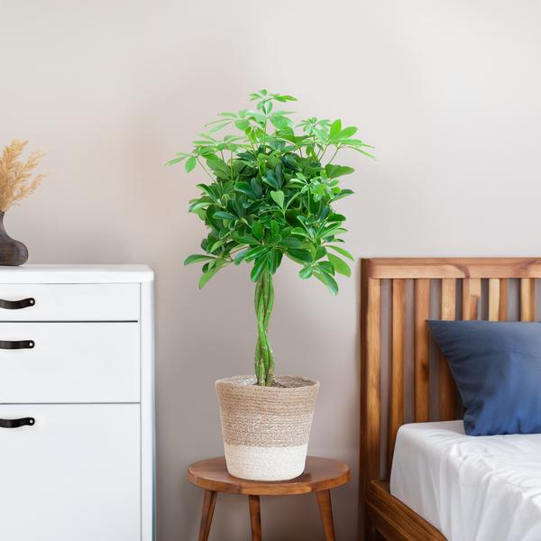 Schefflera Arab Nora met Mand Lissabon wit  - 70cm - Ø21  BotanicBridge