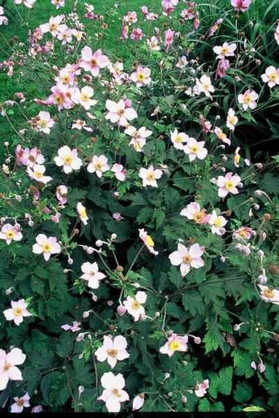 Anemone tom. 'Robustissima' - ↕10-25cm - Ø9cm - 12x  BotanicBridge