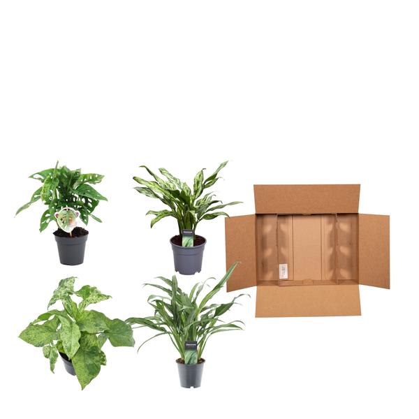 Groen mix 4 planten - Monstera obliqua 'Monkey Leaf' - 25 cm - ø12 - Aglaonema Juliette - 40 cm - ø12 - Syngonium Mottled - 25 cm - ø12 - Aglaonema Cutlass - 40 cm - ø12  BotanicBridge