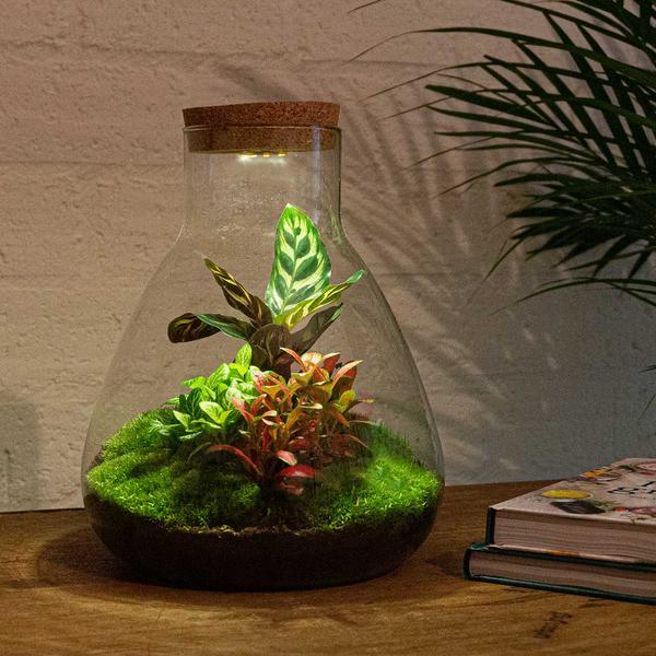 DIY terrarium - Sam Calathea with Light - ↕ 30 cm - Normal  BotanicBridge