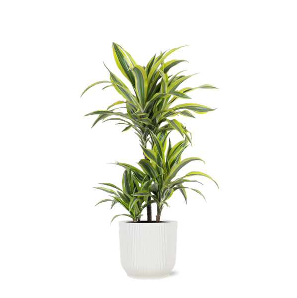 Dracaena Lemon Lime Ø21cm - ↕65cm  BotanicBridge