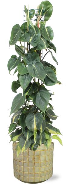 Philodendron Scandens Brasil - Ø24cm - ↕120cm + Stian Pot D25x22cm - Groen  BotanicBridge