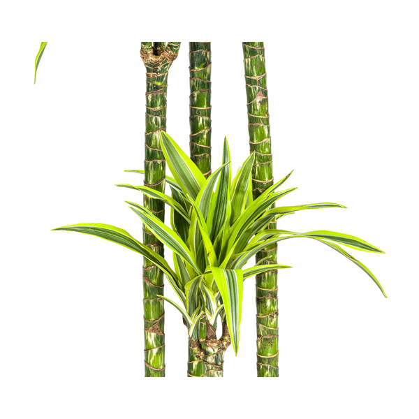 Dracaena Deremensis Lemon Lime Ø27cm - ↕180cm  BotanicBridge