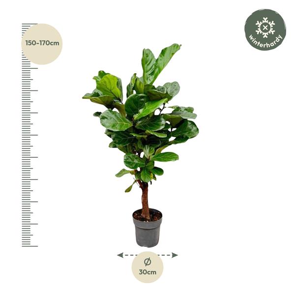 Ficus Lyrata vertakt - 160cm - ø24  BotanicBridge