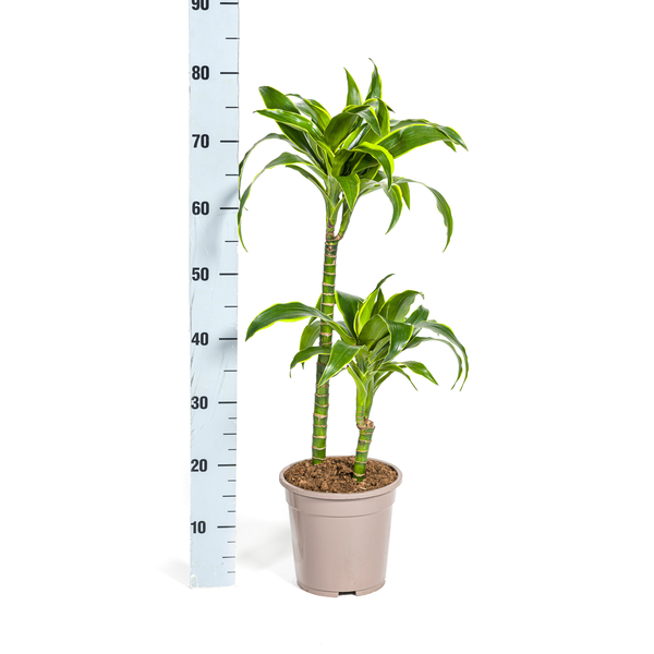 Dracaena Deremensis Dorado Ø19cm - ↕80cm  BotanicBridge