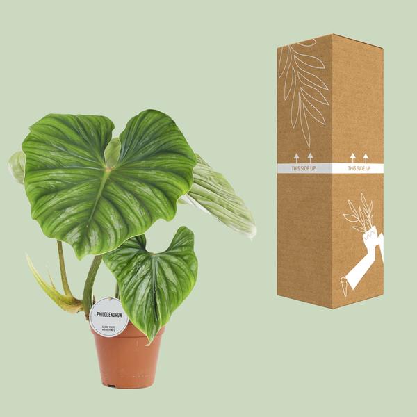 Philodendron Plowmanii - Ø15cm - ↕50cm  BotanicBridge