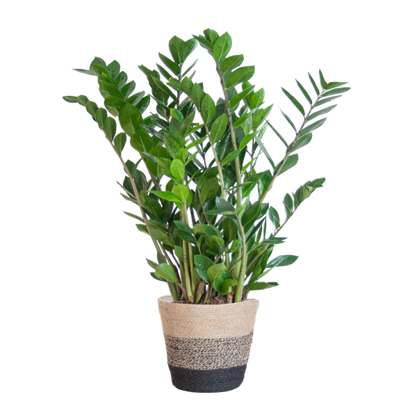 Zamioculcas Zamiifolia met Mand Lissabon zwart - 80cm - Ø21  BotanicBridge