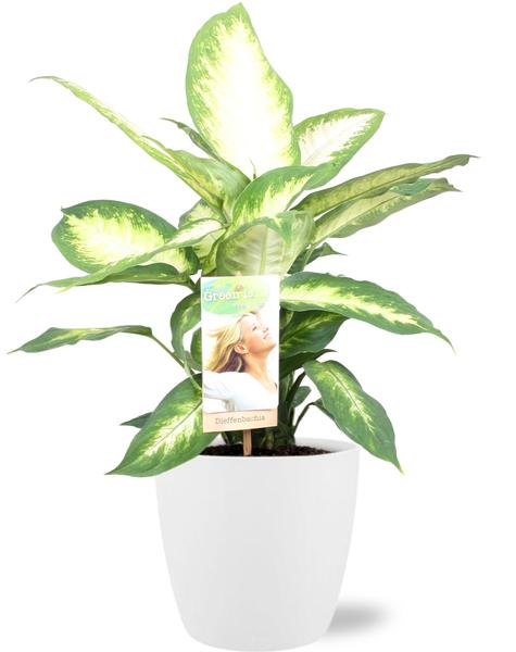 Dieffenbachia Camilla - Ø17cm - ↕45cm + Pot Brussels D18x17cm - Wit  BotanicBridge