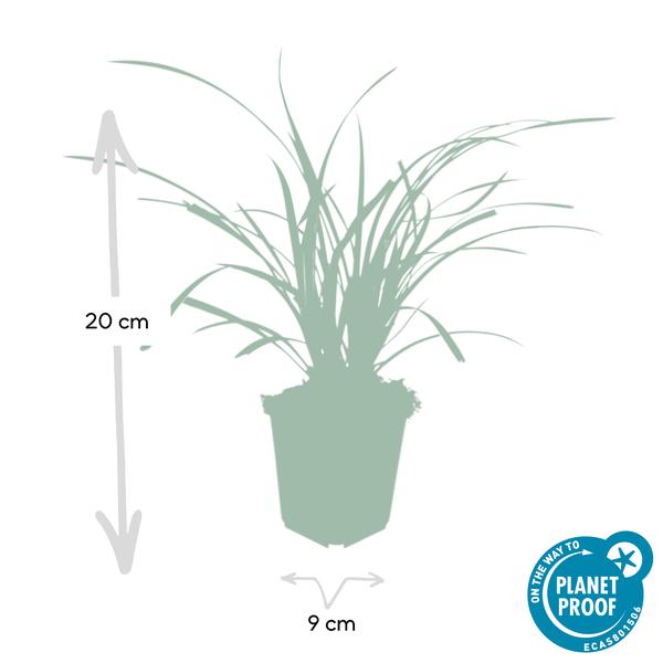 Carex morrowii 'Ice Dance' - ↕10-25cm - Ø9cm - 20x  BotanicBridge