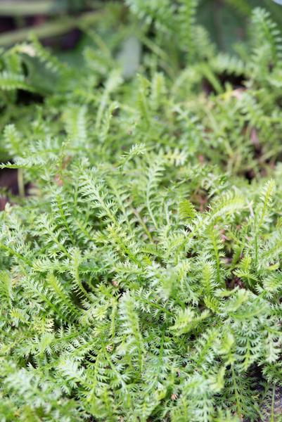 Leptinella squalida - ↕10-25cm - Ø9cm - 40x  BotanicBridge