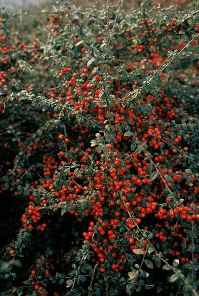 Cotoneaster suec. 'Coral Beauty' - ↕10-25cm - Ø9cm - 12x  BotanicBridge