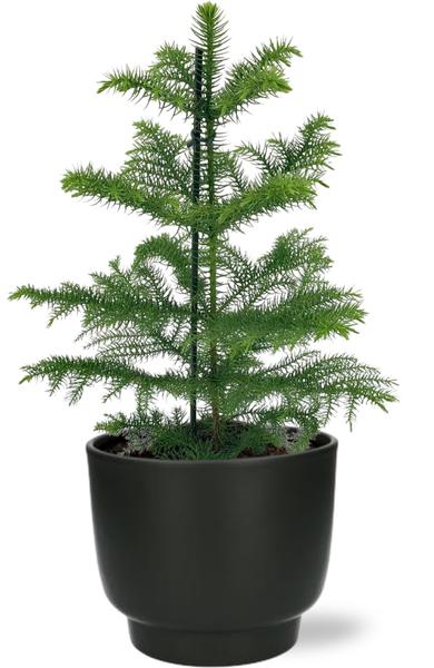 Araucaria Heterophylla - Ø14cm - ↕40cm + Potenza Pot D15x13cm - Zwart  BotanicBridge