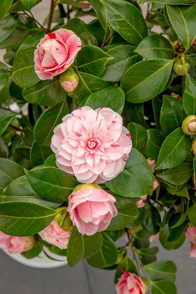 Camellia japonica Bonomiana - Ø29cm - ↕90cm - Ø19 - ↨65cm  BotanicBridge