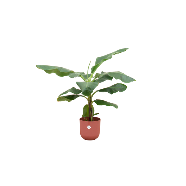 Combi deal - Bananenplant (Musa) inclusief elho Jazz Round rood Ø23 - 100 cm  BotanicBridge