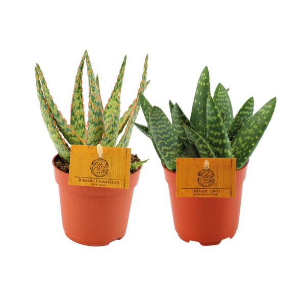 Aloe Duo - 2 stuks - Ø10,5cm - ↕15cm  BotanicBridge