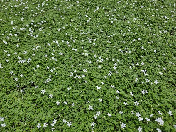 Isotoma fluviatilis 'Alba'- ↕10-25cm - Ø9cm - 20x  BotanicBridge