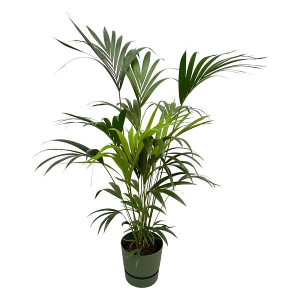 Kentia palm inclusief elho Greenville Round groen - 160cm - Ø30  BotanicBridge