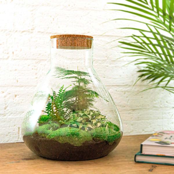 DIY terrarium - Sam XL - ↕ 35 cm - Rake + Shovel  BotanicBridge