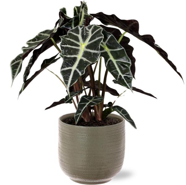 Alocasia Polly - Ø17cm - ↕45cm + Aresso Pot D18x16,5cm - Grijs Groen  BotanicBridge