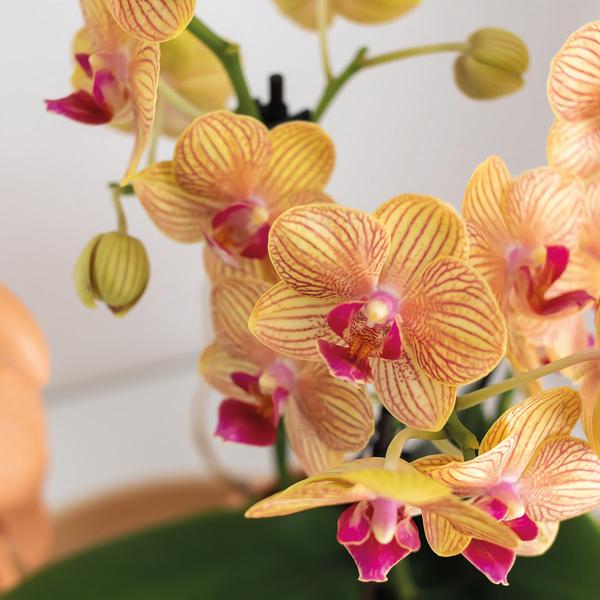 Kolibri Orchids | Gift set Optimism small peach | Groene plant met oranje Phalaenopsis orchidee in Candy sierpotten op wit organisch dienblad  BotanicBridge