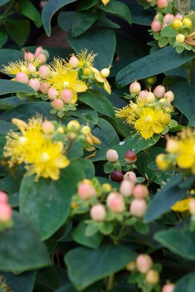 Hypericum inodorum 'Annebel' - ↕10-25cm - Ø9cm - 6x  BotanicBridge