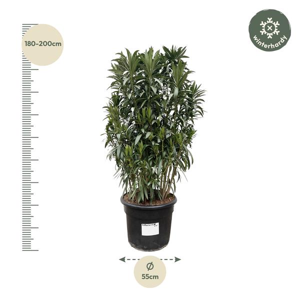 Nerium Oleander struik - 190cm- Ø55  BotanicBridge