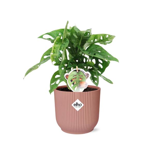 Monstera ‘Monkey Leaf’ in ELHO Vibes Fold 14cm roze  BotanicBridge