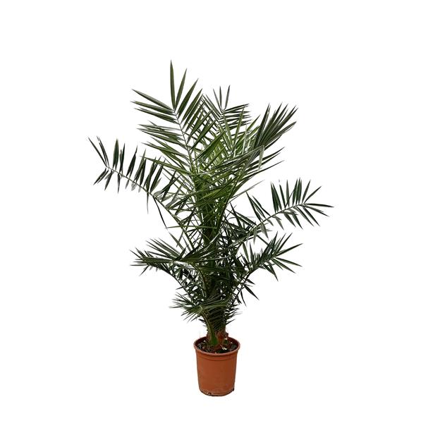 Phoenix Canariensis - 130cm- ø20  BotanicBridge