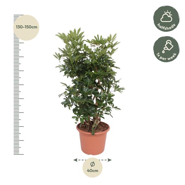 Schefflera Arboricola Compacta vertakt - 140 cm - ø40  BotanicBridge