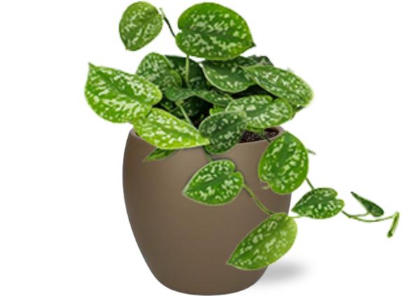 Scindapsus Pictus - Ø12cm - ↕15cm + Bowl Pot D13/14.5x13cm - Bruin  BotanicBridge