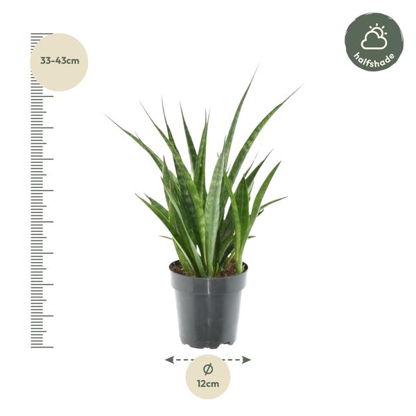 Sansevieria kirkii 'Friends' - 38 cm - ø12  BotanicBridge