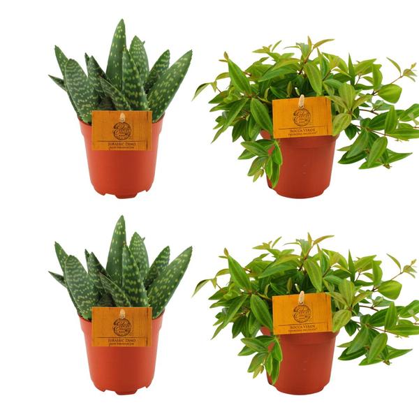 2x Aloe Paradisicum + 2x Peperomia Ang. Rocca Vivace - 4 stuks - Ø10.5cm - ↕10cm  BotanicBridge