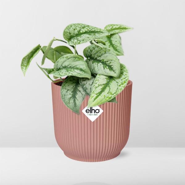 Scindapsus Pictus ‘Trebie’ in ELHO Vibes Fold 14cm roze  BotanicBridge