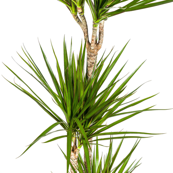 Dracaena Marginata Green Ø24cm - ↕140cm  BotanicBridge