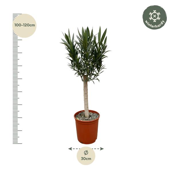 Nerium Oleander op stam met rode bloem - 110cm - Ø22  BotanicBridge