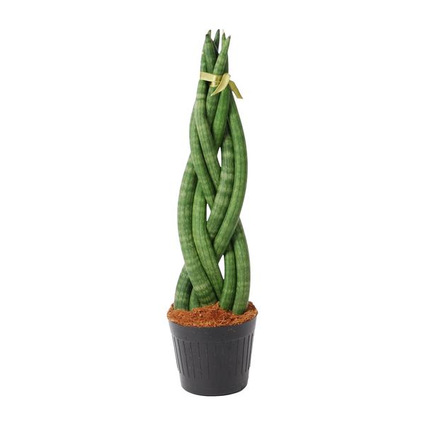 Sansevieria cylindrica 'Twist' - 40 cm - ø10,5  BotanicBridge