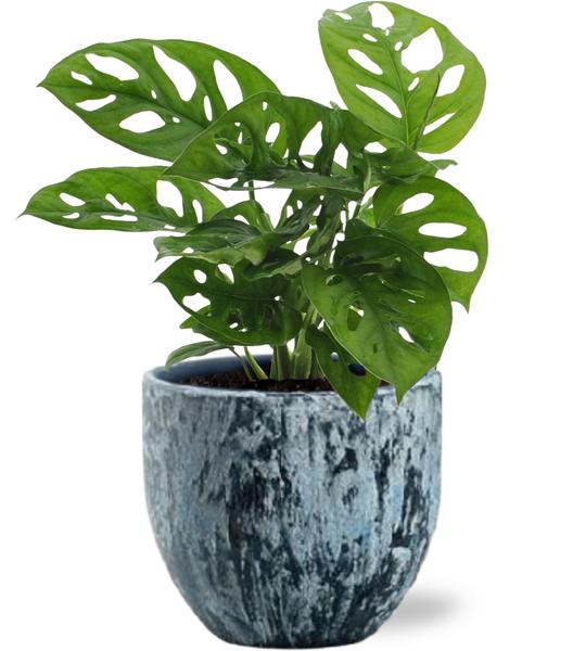 Monstera Monkey Leaf - Ø12cm - ↕30cm + Sem Pot D14x13cm - Blauw  BotanicBridge