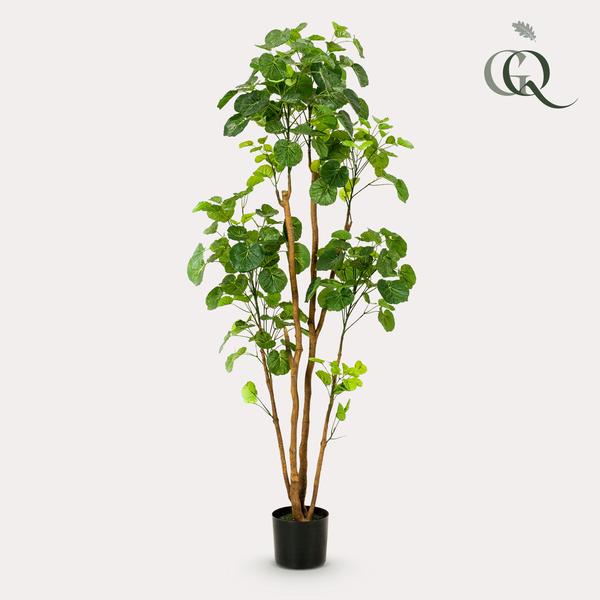 Kunstplant - Polyscias - Aralia - 160 cm  BotanicBridge