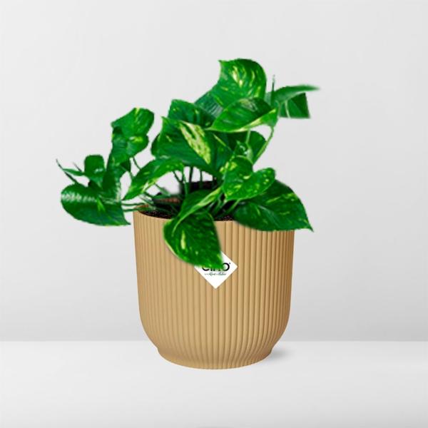 Epipremnum Pinnatum ‘Aureum’ in ELHO Vibes Fold 14cm geel  BotanicBridge