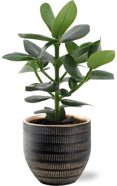 Clusia Rosea Princess - Ø12cm - ↕15cm + Beau Pot D14x13cm - Zwart  BotanicBridge