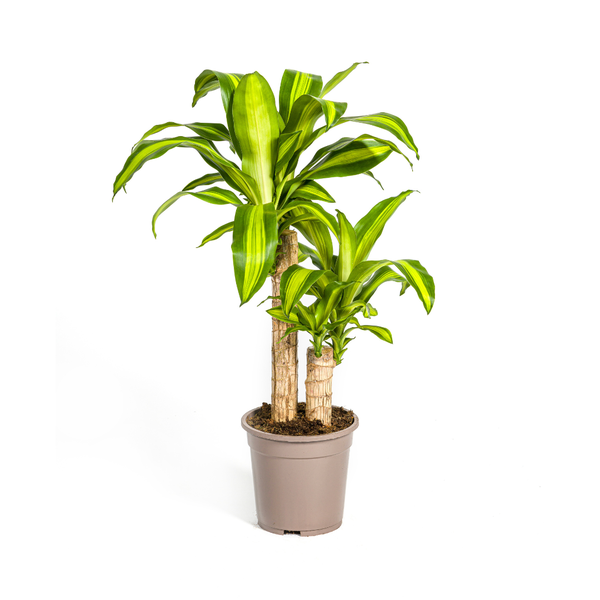 Dracaena Fragrans Massangeana Ø19cm - ↕80cm  BotanicBridge