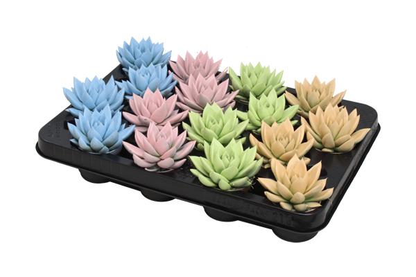 Echeveria Coloured Pastel Mix - 16 stuks - Ø6cm - ↕8cm  BotanicBridge