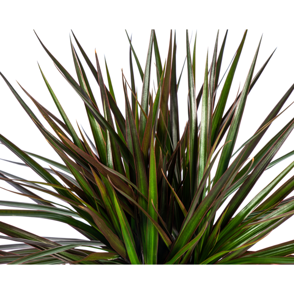 Dracaena Marginata Magenta Ø17cm - ↕60cm  BotanicBridge