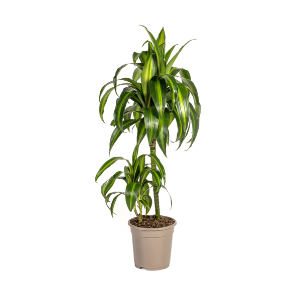 Dracaena Deremensis Hawaiian Sunshine Ø19cm - ↕80cm  BotanicBridge