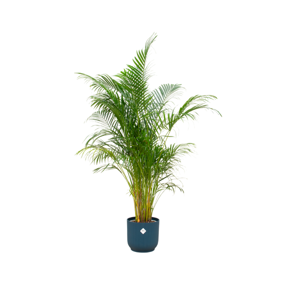 Combi deal - Areca palm inclusief elho Vibes Fold Round blauw Ø30 - 160 cm  BotanicBridge