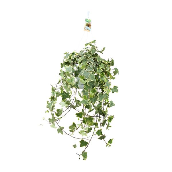 Hedera Helix Gold Child - Hang/XXL - Ø24cm - ↕cm  BotanicBridge